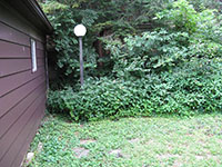 Overgrown Backyard, back left