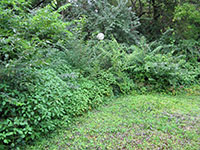 Overgrown Backyard, back right