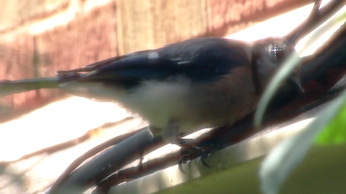 Blue jay Blue jay photo