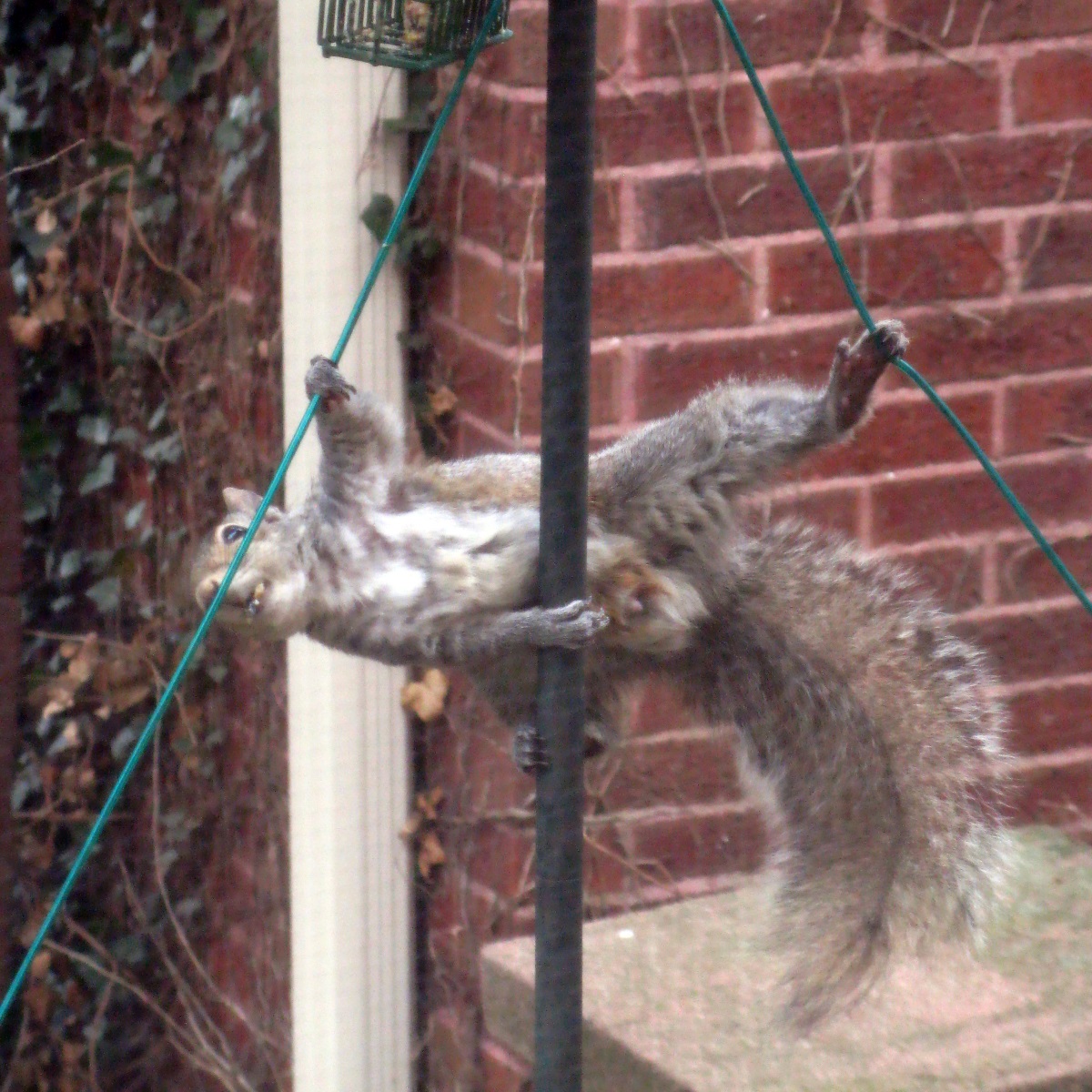 Squirrel attempting to defeat my feeder Squirrel attempting to defeat my feeder