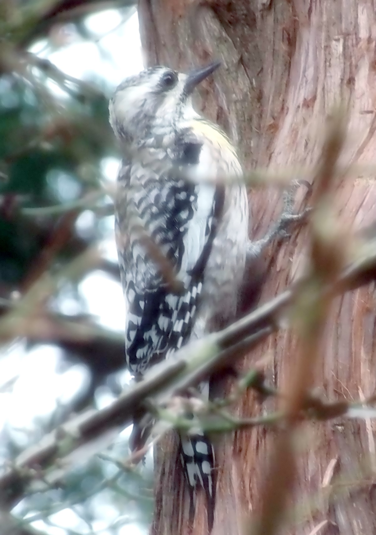 Yellow-bellied sapsucker Yellow-bellied sapsucker photo