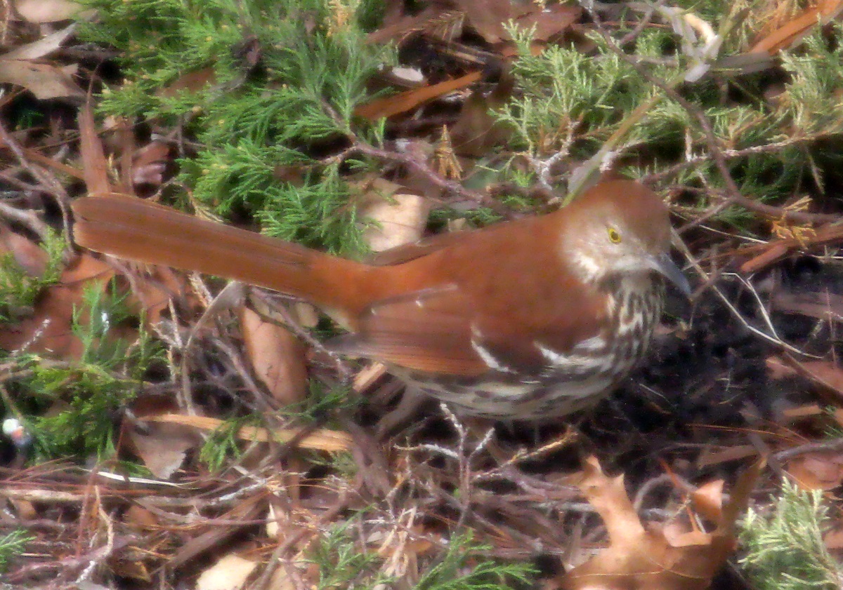 Brown thrasher Brown thrasher photo