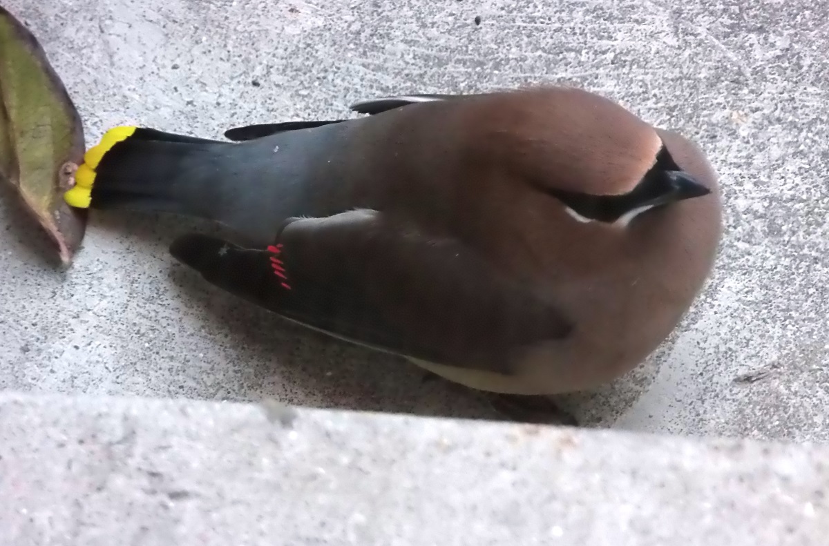 Cedar waxwing Waxwing photo